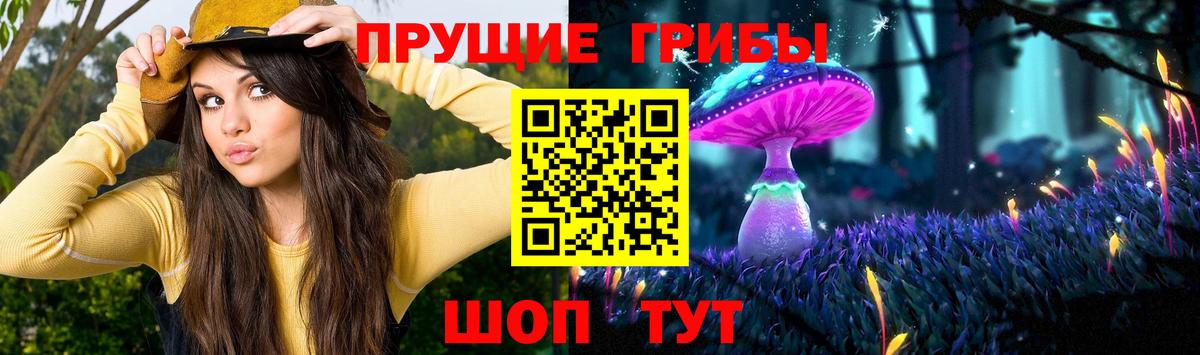 Псилоцибиновые грибы Psilocybine cubensis Пушкино